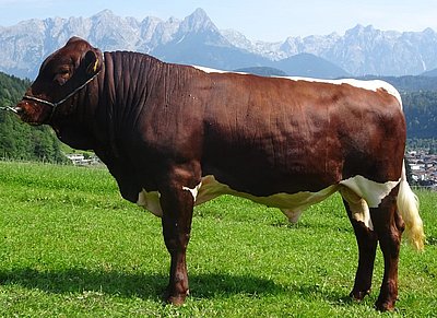 Haller REMUS Pp, geb. 20.07.2020, V. Rester
