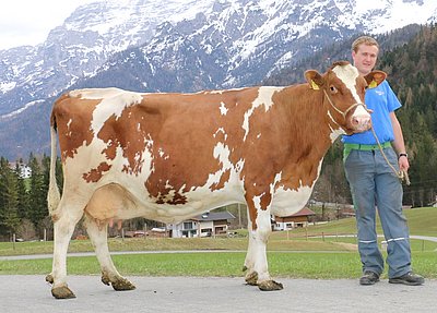 Bald 15 und noch kein bisschen müde - ALMROSE (V.Cadon Red) von Nikolaus Widmoser, Widmos, Waidring