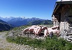 Dürfen sich auch als Nutznießer fühlen - die Alpschweine, beste Veredler der Molke!