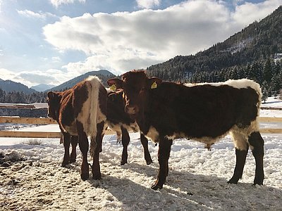 Vier junge Pinzgauerstiere sind im steirischen Gußwerk bereits zu Hause, weitere sollen folgen...
