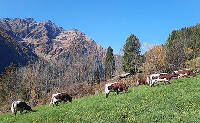 Genussvolle Herbstweide am Großgasteigerhof in Mühlwald/Südtirol