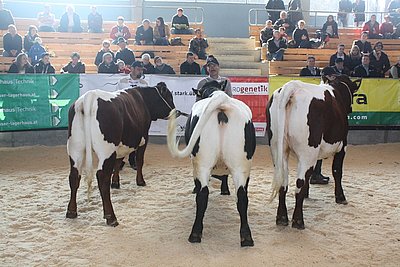 Zweite Gruppe Pinzgauer - angeführt von EDELTRAUT von Bernhard Fleischhacker