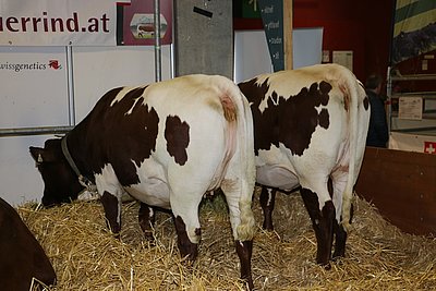 Topqualität aus Leogang - beide Kalbinnen (V.Moro) stammen aus dem Betrieb der Familie Scheiber, Hartl.