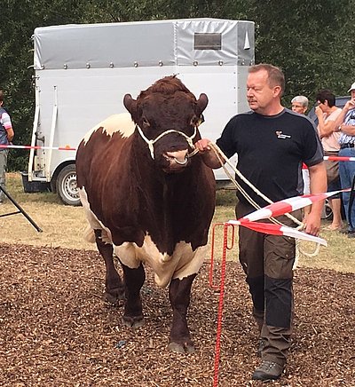 Präsentierte seinen Pinzgauerstier BENEDIKT - Thomas Klein aus Runkel/Arfurt...