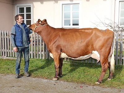 Sie präsentieren sich ab morgen auf der Agrialp in Bozen - Zweitkalbskuh ZITHA von Claudia u. Josef Ebner, Oberbichl, Großarl ...