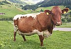Eine der reifen Damen, die daheim bei Vroni und Erwin Engel die Stellung halten!