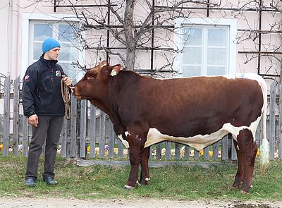 Teststierkandidat MIKE (Mungo x Grat) von Josef Volgger, Nusser, Weißbach/L.
