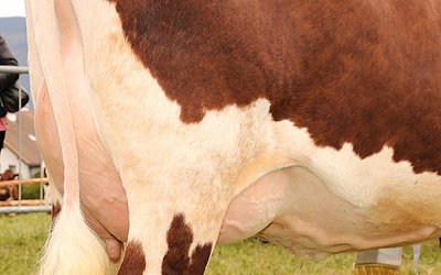 Beeindruckende Euteranlage von Jungkuh VEGILE (V.Ruben)