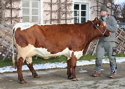 Zweitkalbskuh LOTTI (V.Streif) von Siegfried Mittersteiner-Gruber, Trog, Goldegg