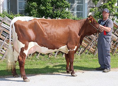 Jungkuh RAU (V.Lasa, 39,6%RF) vom Landesgut Litzlhof, Lendorf/Ktn.