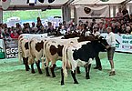 IMG 7107