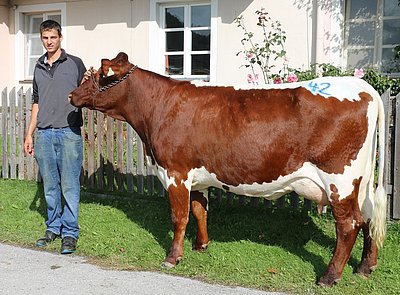 Jungkuh LOISI von Hubert Eder, Bachseit, Bruck