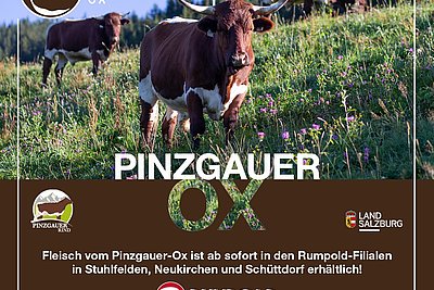 News Titelbild