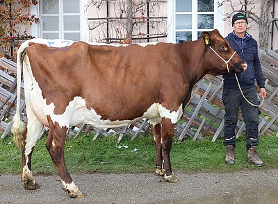 Zweitkalbskuh WALDIN (V.Julandy Red, 69,8%RF) von Josef Edenhauser, Innergrub, Fieberbrunn