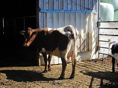 Mittlerweile 25 Pinzgauer-Mutterkühe umfasst die Herde