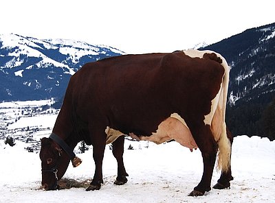Ust ROWANA von Marianne und Georg Hochfilzer, Unterstein, Reith/K. erweitert den Kreis der 100.000 kg-Kühe!
