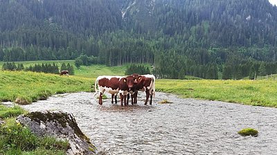 Bei Bedarf gibt's jederzeit Abkühlung! Hübscher Nachwuchs von Peter Huber, Untertiefenbach auf der Gnadenalm in Obertauern!