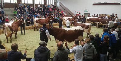 Finale der besten Euterkühe - bestückt mit acht Topkühen!