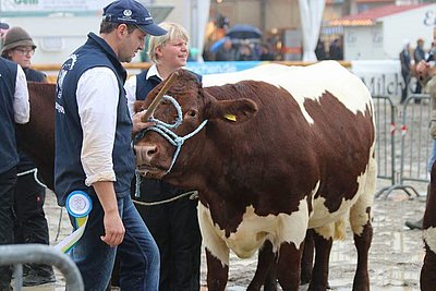 Martin Güllich präsentierte eine hornlose Kuh mit Kalb