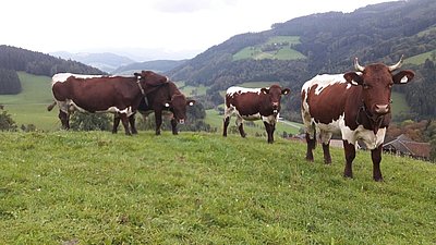 Wohlgefühl, als ob sie schon ewig da wären...