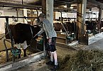 Hier scheint jemand besondere Liebe zu den Pinzgauern zu haben!