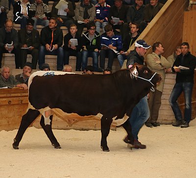 LAUDON (LustxMandarin) von Robert Krimbacher, Lehen, Goldegg