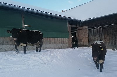 Fühlten sich sogleich daheim - die Pinzgauer am Hof von Johannes Kahrer in Ramsau/NÖ.