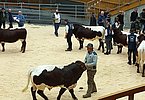 Präsentation der Pinzgauer-Auswahl bei der Körung