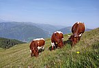 Lohnende Begegnung am Weg zur Schwalbenwand! Kalbinnen von Familie Höller, Entfeld am Thumersbacher Hochberg!
