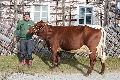 Jungkuh MERNHOF (V.Farn) von Martin Resch, Lehen, Zell am See