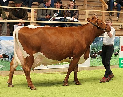 Die 10-jährige Dauerleistungskuh SENTA (V.Elayo Red) vom Schüttgut strotzt vor Vitalität und Leistungskraft!