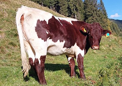 Original PI-Kalbinnen Klaus Heimhofer