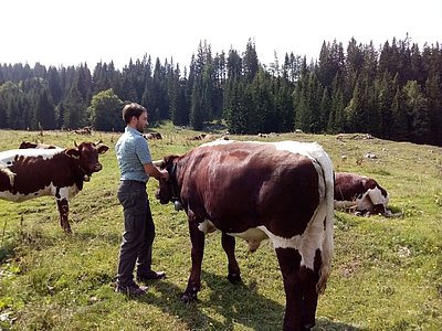 Hannes Halbartschlager freut sich über die Qualität seiner Ochsen!