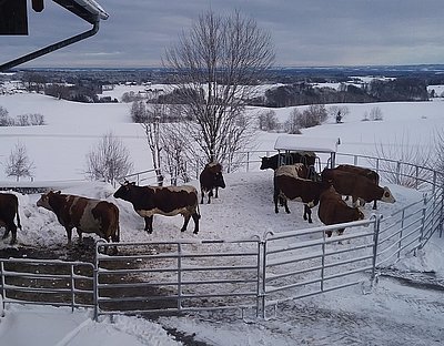 Winterauslauf am Tandlmaier Hof in Surberg/Landkreis Traunstein