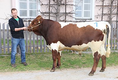 Teststierkandidat MAMUT (Malz x Rester) von Karin u. Isidor Zehentner, Oberpiebing, Saalfelden