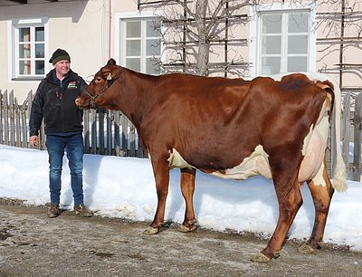 Zweitkalbskuh SIMONE (V.Savard Red) von Wolfgang Porsche, Schüttgut, Zell am See