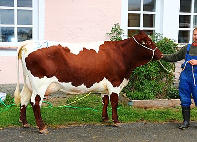 ENZIAN (V.Reif) von Karin u. Isidor Zehentner, Oberpiebing wechselte um € 1.960 zu Christoph Hörl, Hansl, Saalfelden