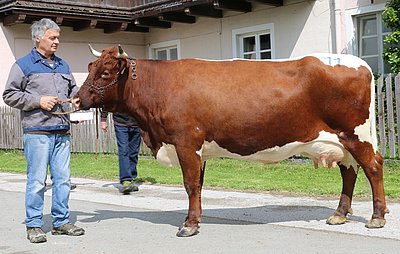 Drittlaktierende GLOCKNERIN (V.Loser) von Martin Schmidinger, Premstein, Fusch