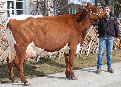 Zweitkalbskuh KRONE (V.Rusty) von Wolfgang Porsche, Schüttgut, Zell