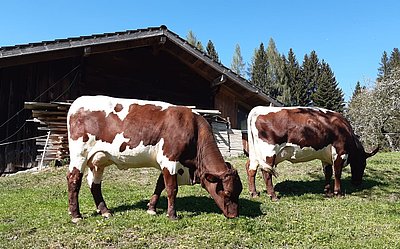 Es lässt sich auch im Pongau gut leben! Die beiden Lungauerinnen, vorne Jungkuh Birke, dahinter Zweitlaktierende Puppi!