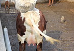 IMG 4682