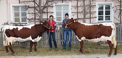 Perfekte Vermarktung zweier Kühe - v.l. MERY (V.Lauser) und RAUT (V.Liftler, 7,5%RF) von Veronika Eder, Bachseit, Bruck