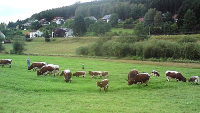 Schöne Pinzgauer-Herde von Familie Roth!