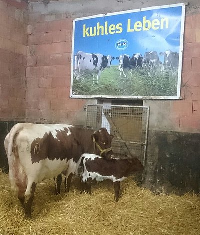 Fristen momentan ein kuhles Leben in der Box - Jungkuh Nuss mit ihrem Kälbchen