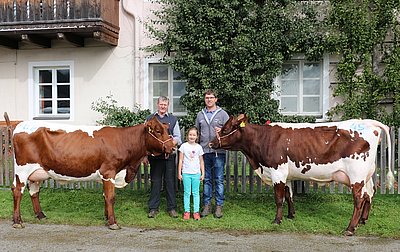 Zwei Jungkühe von Barbara Reitstätter, Hackl, Kössen - v.l. MADAM (V.Adrian) und MARESI (V.Bison)