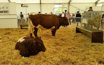 Pinzgauer Mutterkuh mit schönem Kalb von Familie Probst aus Rotkreuz/Kanton Zug