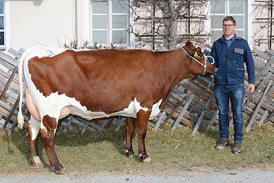 Zweitkalbskuh GUDRUN (V.Lawunda, 66%RF) von Barbara Reitstätter, Hackl, Kössen