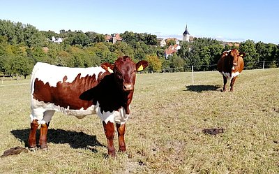 Kapital auch die Herde von Stephan Hoppe in Borgholz/Nordrhein Westfalen! Lurex-Tochter Lotte mit Mutter Lissi, die sich 10-jährig in Top-Kondition zeigt!