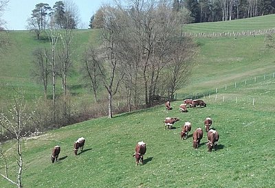 Sie grasen das erste Mal am Schönleitengut in Randegg/NÖ - Herde von Johannes Halbartschlager