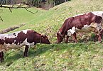Auch schon früh auf der Weide - die Milchkühe von Armin Fuchs, Rehaber in Hopfgarten/Tirol